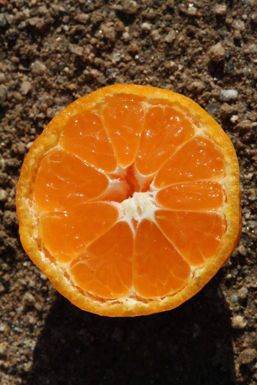              Fruit cross-section (Riverside, CA)       